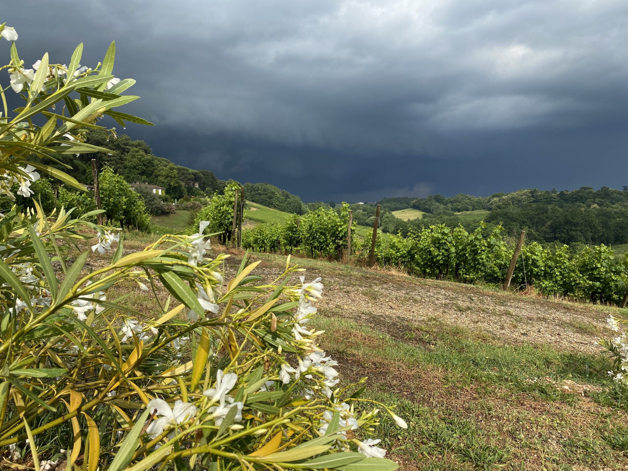 Clos Sainte Anne — Été
